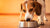 What Happens if a Dog Eats Expired Dog Food?-140130681071