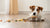 What Happens If a Dog Eats Expired Food?
