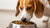 What Happens If a Dog Eats Food with Maggots?