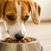 What Happens If a Dog Eats Hot Food? Understanding the Risks and Remedies