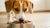 What Happens If a Dog Eats Hot Food? Understanding the Risks and Remedies