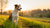 What Happens If a Dog Eats Rabbit Food? Understanding the Impact and Ensuring Pup Safety-140130451695