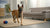 What Happens If a Dog Eats Too Many Calming Treats?