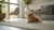 What Happens If a Dog Eats Too Many Treats: Understanding the Risks and Solutions