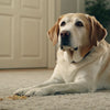 What Happens If a Dog Eats Too Much Food
