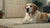 What Happens If a Dog Eats Too Much Food?