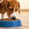 What Happens If a Dog Eats Turtle Food? Understanding the Risks and Health Implications