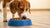 What Happens If a Dog Eats Turtle Food? Understanding the Risks and Health Implications
