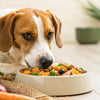 What Happens if a Dog Only Eats Human Food?