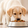 What Happens If a Puppy Eats Dog Food: Understanding Nutritional Needs and Safety
