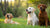 What Happens If Adult Dogs Eat Puppy Food? Understanding the Nutritional Impacts