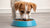 What Happens If an Adult Dog Eats Puppy Food? A Comprehensive Guide