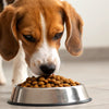 What Happens if an Adult Dog Eats Puppy Food? A Comprehensive Guide for Pet Owners