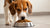 What Happens if an Adult Dog Eats Puppy Food? A Comprehensive Guide for Pet Owners