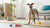 What Happens If Canned Dog Food Freezes? Understanding the Impact on Your Dog’s Meal
