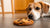 What Happens If Dog Eats Chocolate Chip Cookie? Understanding Chocolate Poisoning Risks-140929138927