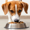 What Happens If Dogs Eat Hot Food? Understanding the Risks and Safe Practices