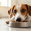 What Happens If Dogs Eat Moldy Food: Understanding the Risks and Responses