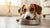 What Happens If Dogs Eat Moldy Food: Understanding the Risks and Responses