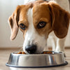 What Happens If I Feed My Adult Dog Puppy Food?
