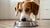 What Happens If I Feed My Adult Dog Puppy Food?