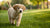 What Happens If I Feed My Puppy Adult Dog Food? Understanding the Nutritional Needs of Puppies