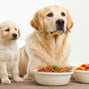 What Happens If I Feed My Puppy Dog Food? Understanding the Nutritional Needs of Dogs at Different Life Stages