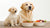 What Happens If I Feed My Puppy Dog Food? Understanding the Nutritional Needs of Dogs at Different Life Stages