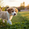 What Happens If I Give My Puppy Adult Dog Food? Understanding the Risks and Benefits