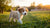 What Happens If I Give My Puppy Adult Dog Food? Understanding the Risks and Benefits