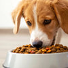 What Happens If My Adult Dog Eats Puppy Food: Understanding Nutritional Needs
