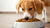 What Happens If My Adult Dog Eats Puppy Food: Understanding Nutritional Needs