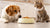 What Happens If My Dog Accidentally Eats Cat Food? Understanding the Risks and Solutions-140219580655