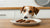 What Happens If My Dog Ate a Chocolate Cookie?-141107691759