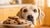 What Happens If My Dog Eats a Chocolate Chip Cookie? Understanding the Risks and Responses-140927762671
