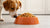 What Happens If My Dog Eats Chicken Food: A Comprehensive Guide for Pet Owners