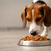 What Happens If My Dog Eats Food With Maggots