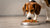 What Happens If My Dog Eats Food with Maggots?