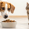 What Happens If My Dog Eats My Cat's Food? Understanding the Risks and Solutions