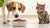 What Happens If My Dog Eats My Cat's Food? Understanding the Risks and Solutions
