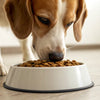 What Happens If My Dog Keeps Eating Cat Food?