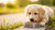 What Happens If Puppies Eat Adult Dog Food?