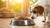 What Happens if the Dog Eats Cat Food: Understanding the Risks and Solutions-140298387695
