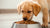 What Happens If You Feed a Puppy Adult Dog Food?