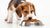 What Happens If You Feed a Puppy Dog Food: Understanding Nutritional Needs