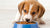 What Happens If You Feed a Puppy Regular Dog Food?