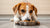 What Happens If You Feed an Adult Dog Puppy Food?