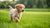 What Happens if You Feed Puppy Adult Dog Food: Understanding Nutritional Needs in Dogs