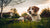What Happens If You Give a Dog Too Much Food: Understanding, Consequences, and Solutions