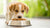 What Happens If You Give a Puppy Dog Food: Understanding Dietary Needs